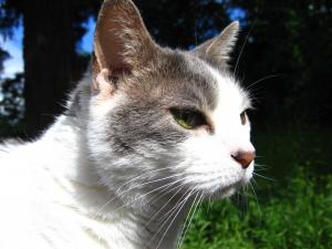 Chloe the Cat, Forever I Love Her