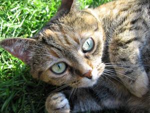 Cricket the cat photo