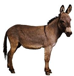 Eee-awwww! It's a jackass.