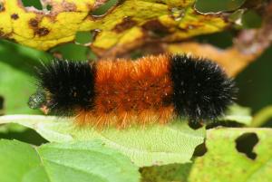 Pyrrharctia isabella, a woolly friend