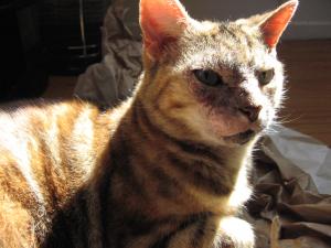 Autumn Leaf the Cat Photo